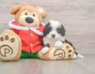 7 week old Mini Bernedoodle Puppy For Sale - Windy City Pups