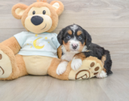 6 week old Mini Bernedoodle Puppy For Sale - Windy City Pups
