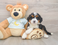 7 week old Mini Bernedoodle Puppy For Sale - Windy City Pups