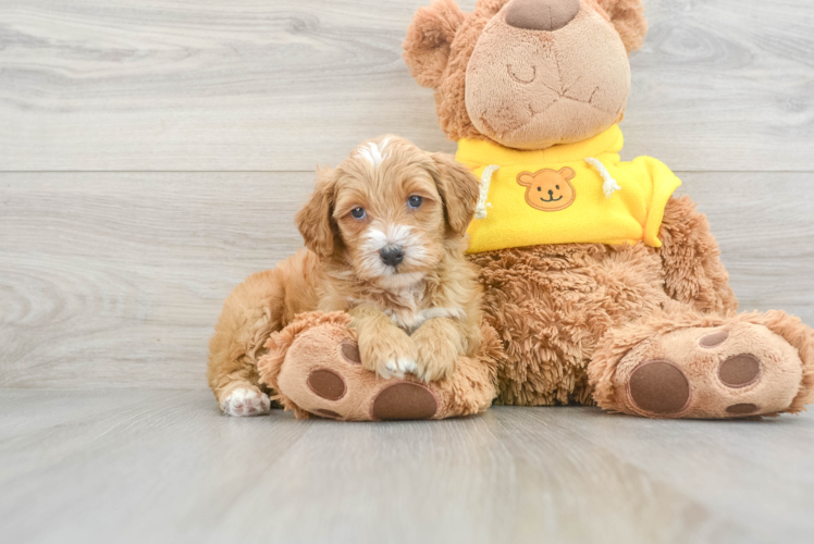 Mini Bernedoodle Pup Being Cute