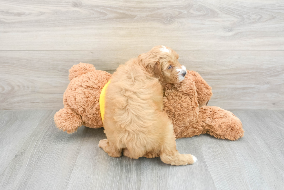 Sweet Mini Bernedoodle Baby