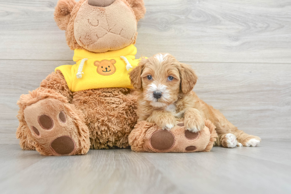 Little Bernadoodle Poodle Mix Puppy