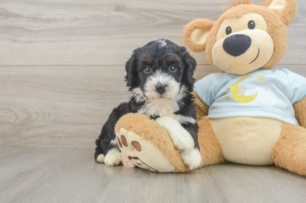 6 week old Mini Bernedoodle Puppy For Sale - Windy City Pups