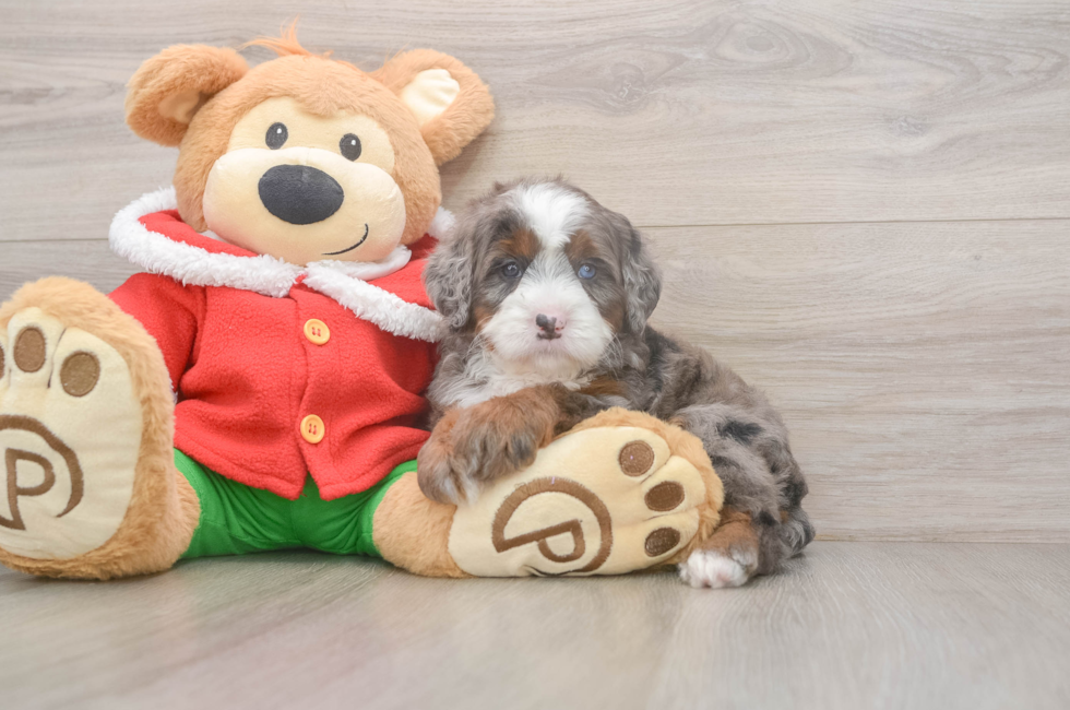 6 week old Mini Bernedoodle Puppy For Sale - Windy City Pups