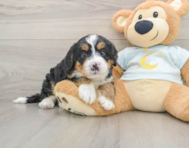 6 week old Mini Bernedoodle Puppy For Sale - Windy City Pups