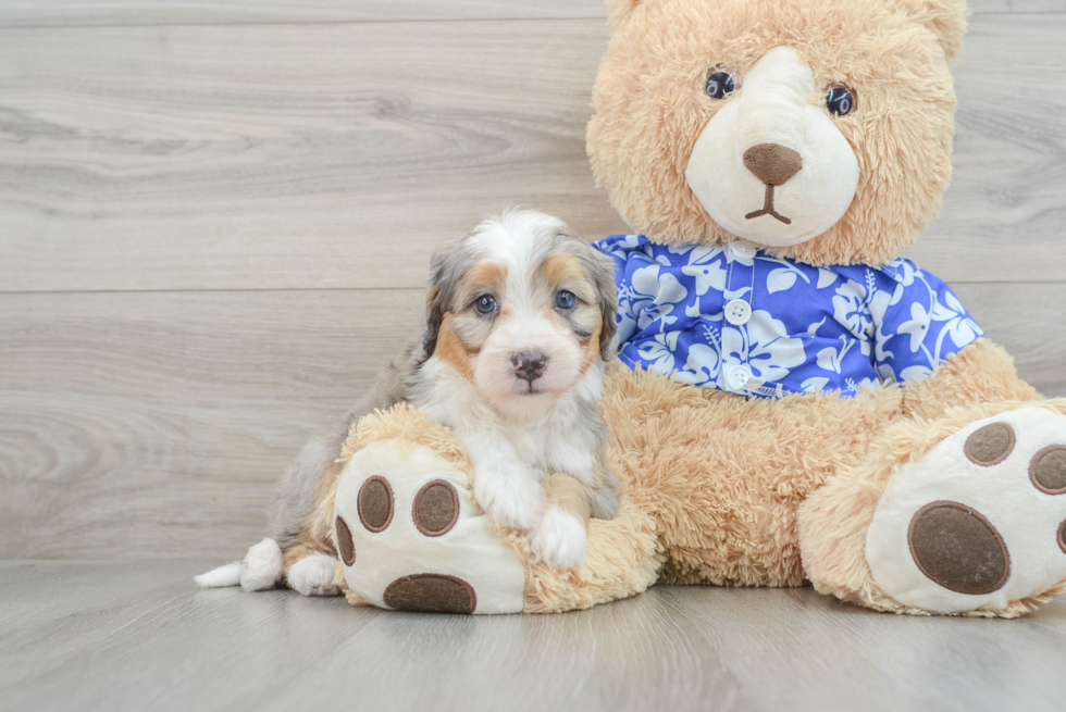 Best Mini Bernedoodle Baby