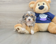 7 week old Mini Bernedoodle Puppy For Sale - Windy City Pups