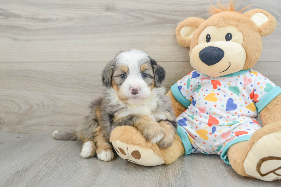 6 week old Mini Bernedoodle Puppy For Sale - Windy City Pups