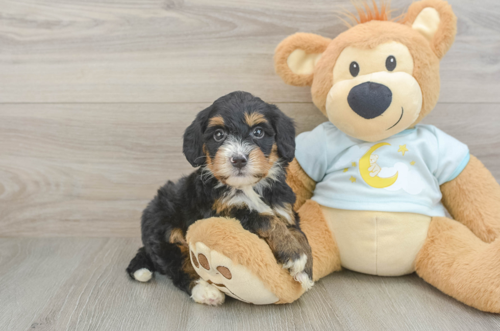 6 week old Mini Bernedoodle Puppy For Sale - Windy City Pups