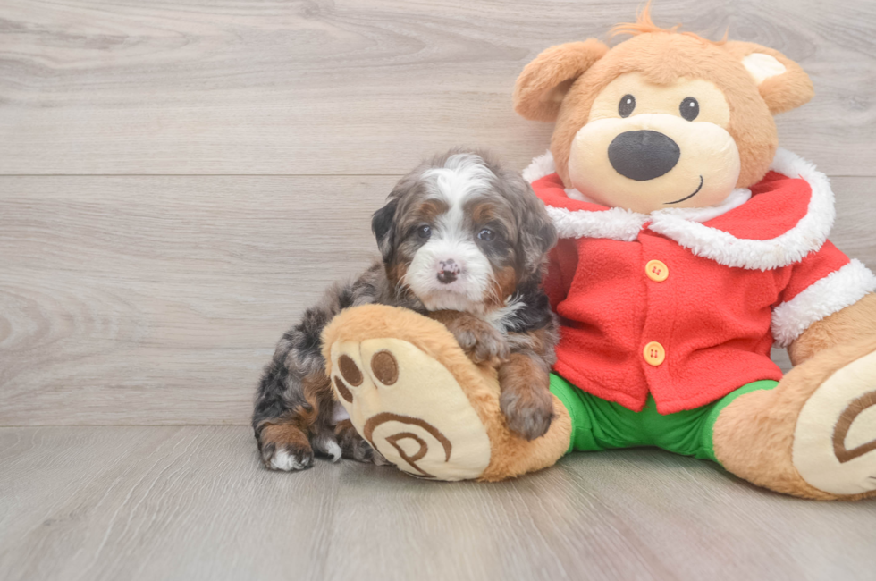 6 week old Mini Bernedoodle Puppy For Sale - Windy City Pups