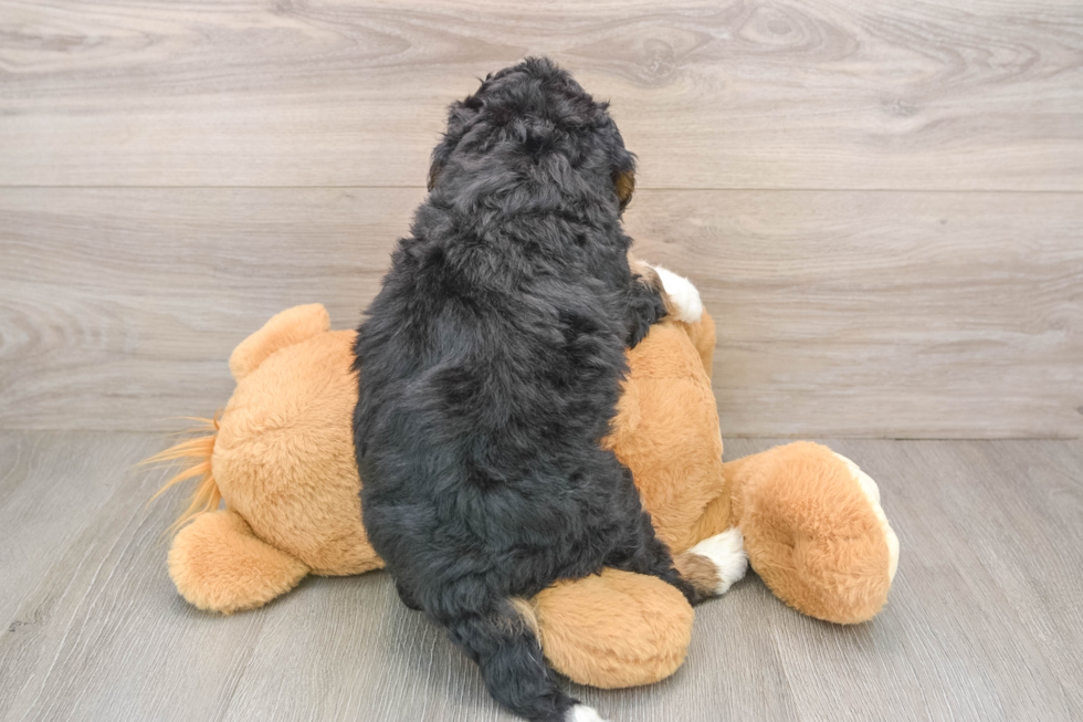 Mini Bernedoodle Puppy for Adoption