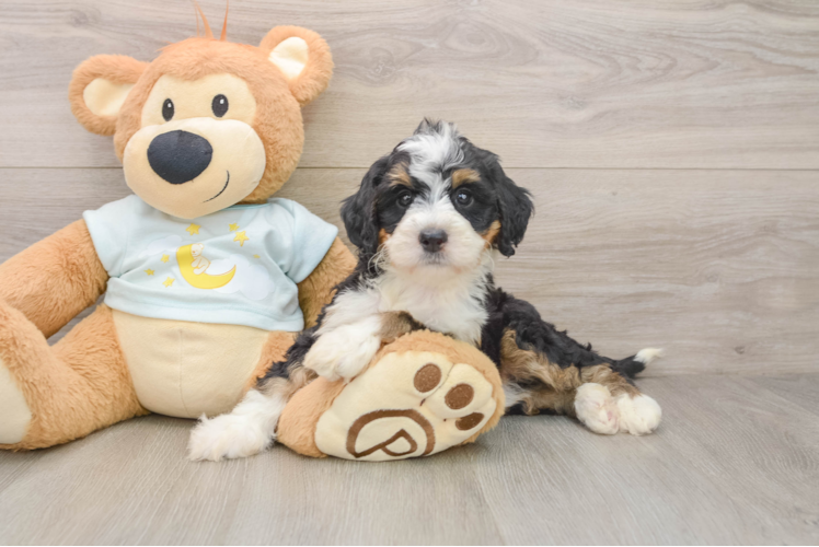 Mini Bernedoodle Pup Being Cute