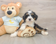 8 week old Mini Bernedoodle Puppy For Sale - Windy City Pups