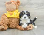 7 week old Mini Bernedoodle Puppy For Sale - Windy City Pups