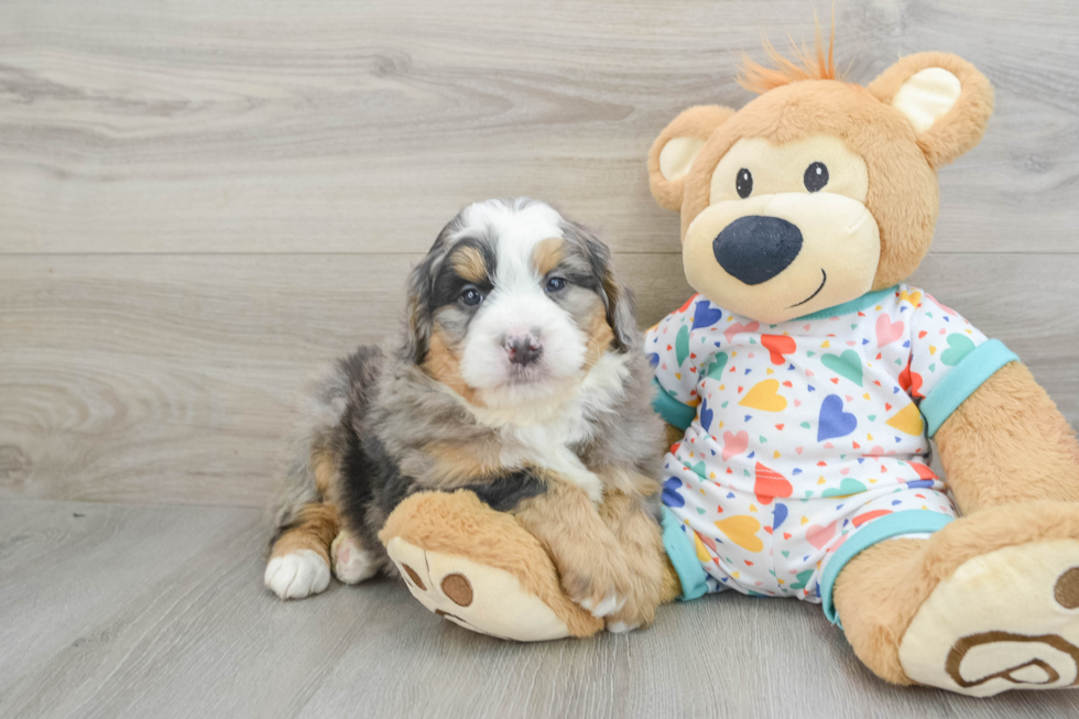 Mini Bernedoodle Pup Being Cute