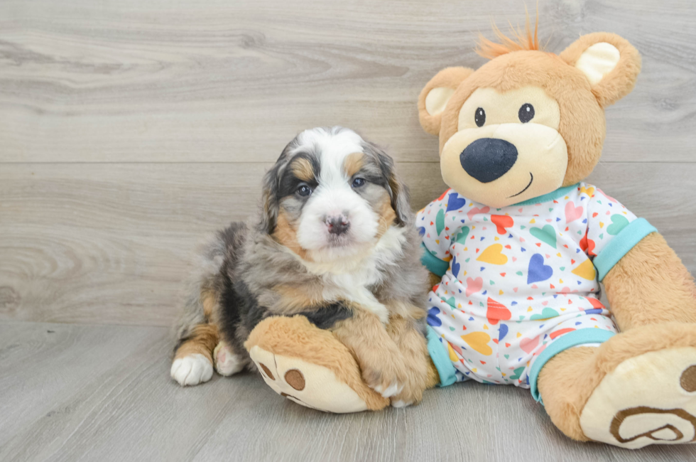 6 week old Mini Bernedoodle Puppy For Sale - Windy City Pups