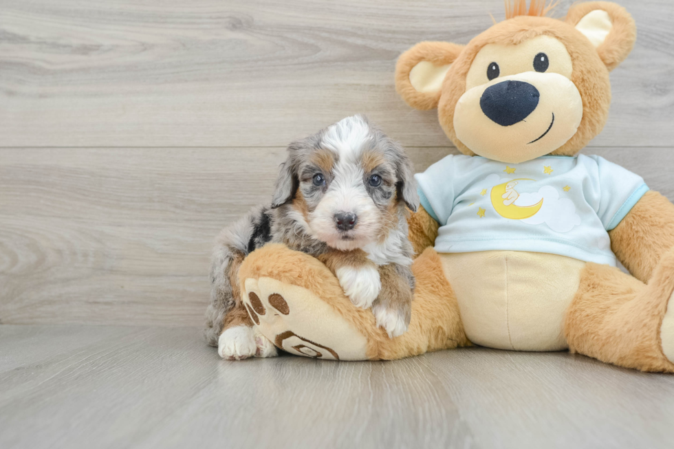 Cute Mini Bernedoodle Baby