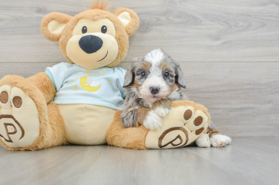 6 week old Mini Bernedoodle Puppy For Sale - Windy City Pups