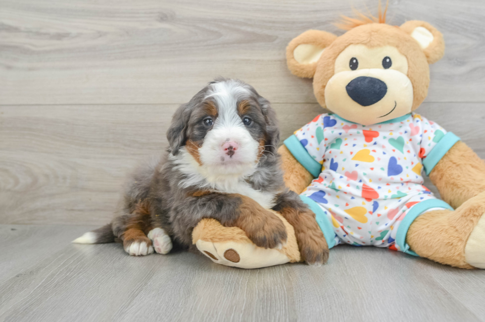 6 week old Mini Bernedoodle Puppy For Sale - Windy City Pups