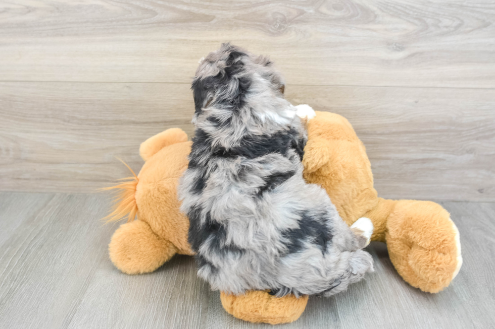 Adorable Mini Berniedoodle Poodle Mix Puppy