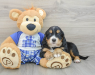 7 week old Mini Bernedoodle Puppy For Sale - Windy City Pups