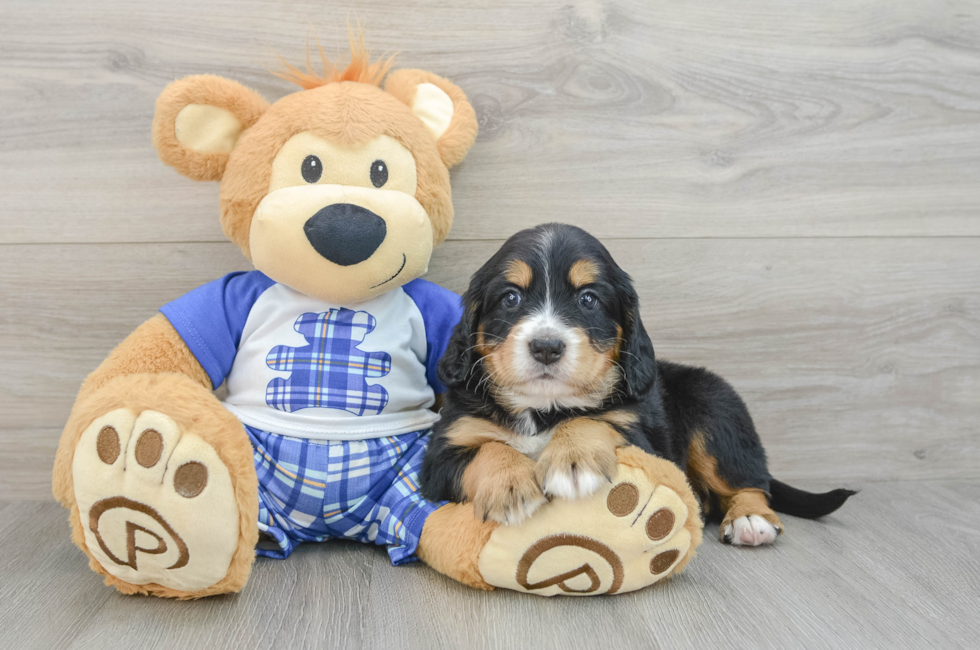 7 week old Mini Bernedoodle Puppy For Sale - Windy City Pups