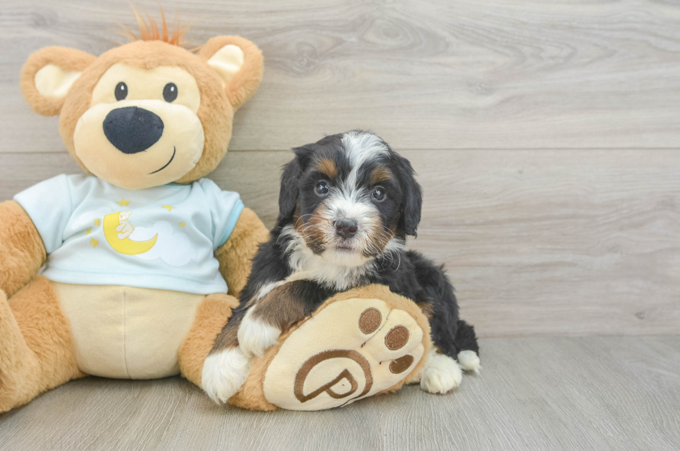 6 week old Mini Bernedoodle Puppy For Sale - Windy City Pups
