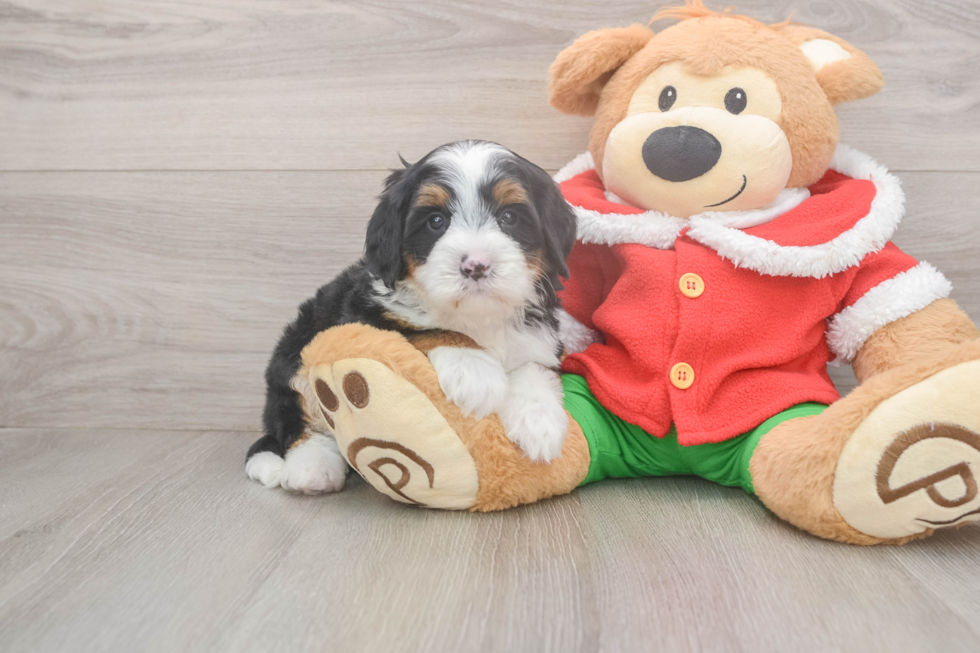 Mini Bernedoodle Pup Being Cute