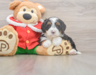 6 week old Mini Bernedoodle Puppy For Sale - Windy City Pups