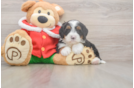 Best Mini Bernedoodle Baby