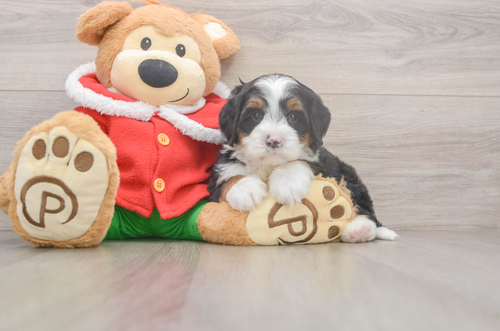 6 week old Mini Bernedoodle Puppy For Sale - Windy City Pups