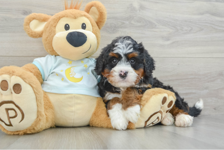 Popular Mini Bernedoodle Poodle Mix Pup