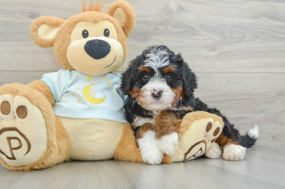 5 week old Mini Bernedoodle Puppy For Sale - Windy City Pups