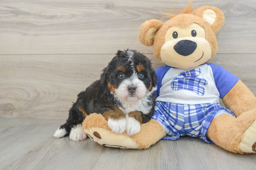 Mini Bernedoodle Puppy for Adoption