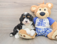 6 week old Mini Bernedoodle Puppy For Sale - Windy City Pups