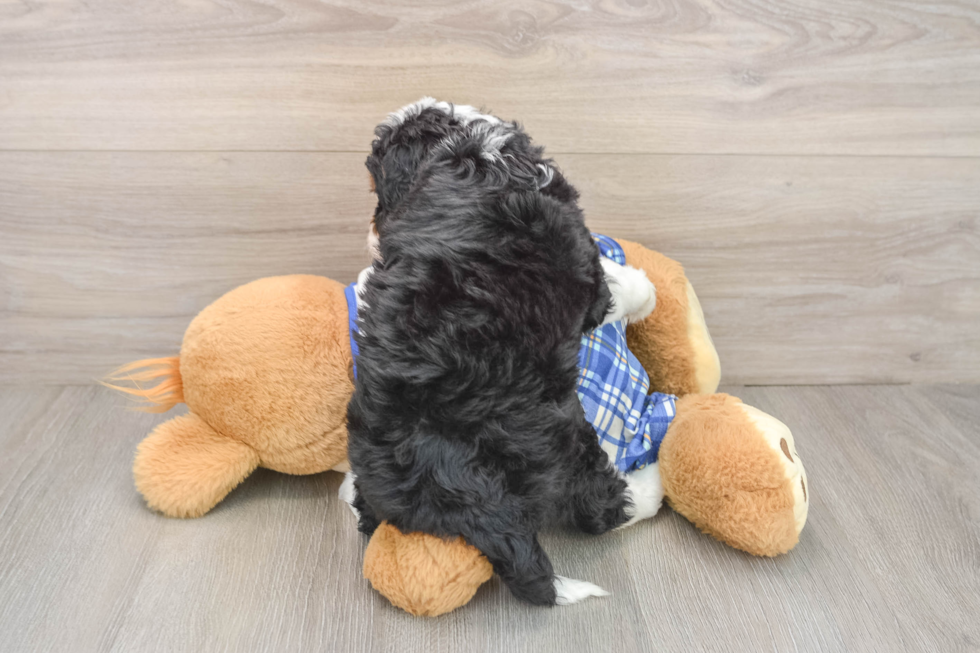 Adorable Mini Bernadoodle Poodle Mix Puppy