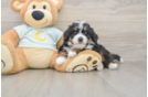 Happy Mini Bernedoodle Baby