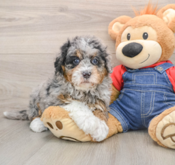 5 week old Mini Bernedoodle Puppy For Sale - Windy City Pups