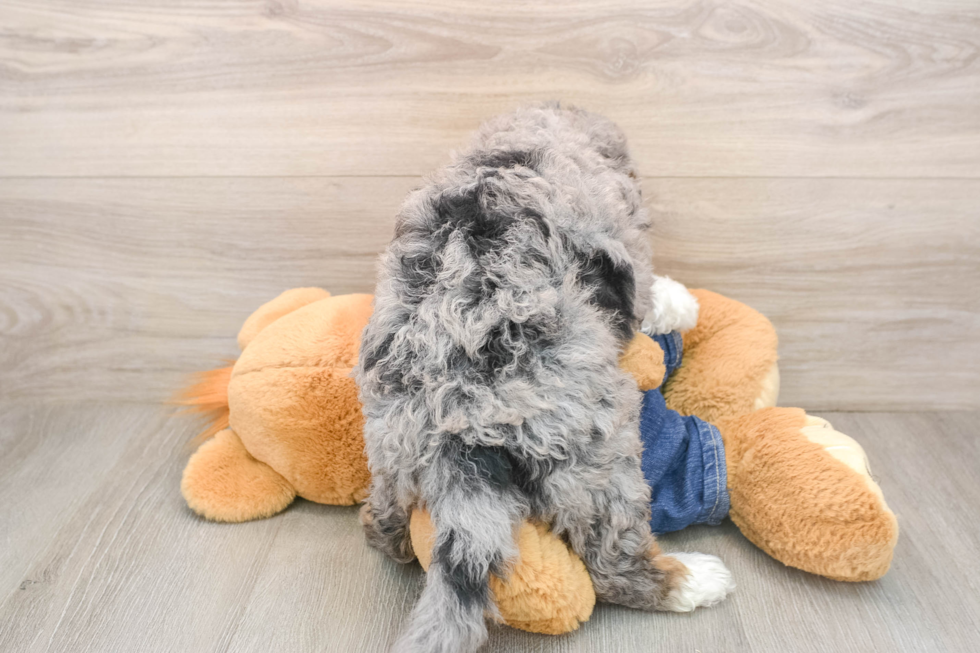 Hypoallergenic Bernese Doodle Poodle Mix Puppy