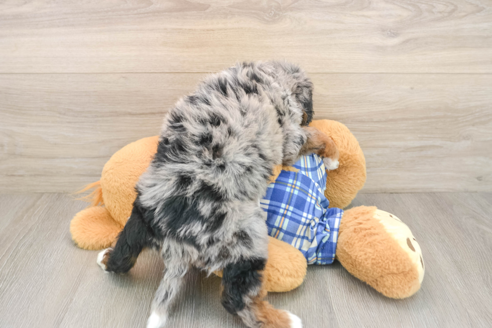 Best Mini Bernedoodle Baby