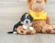 7 week old Mini Bernedoodle Puppy For Sale - Windy City Pups