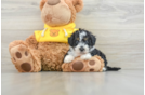 Mini Bernedoodle Puppy for Adoption