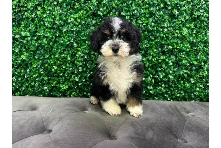 Cute Mini Bernepoo Poodle Mix Puppy