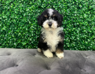 12 week old Mini Bernedoodle Puppy For Sale - Windy City Pups