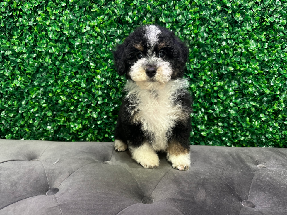 Cute Mini Bernepoo Poodle Mix Puppy