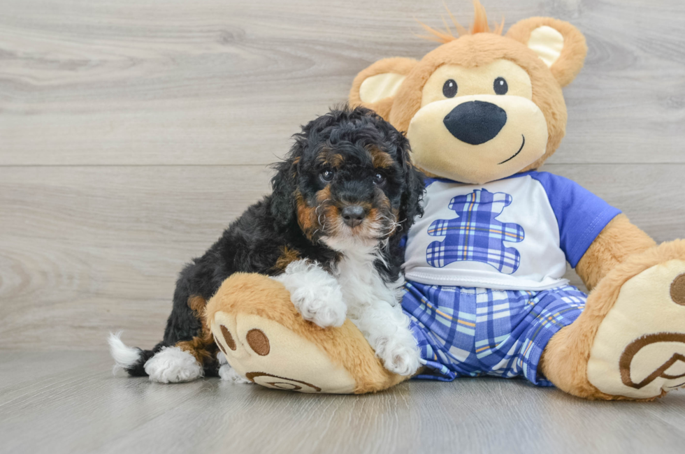 7 week old Mini Bernedoodle Puppy For Sale - Windy City Pups