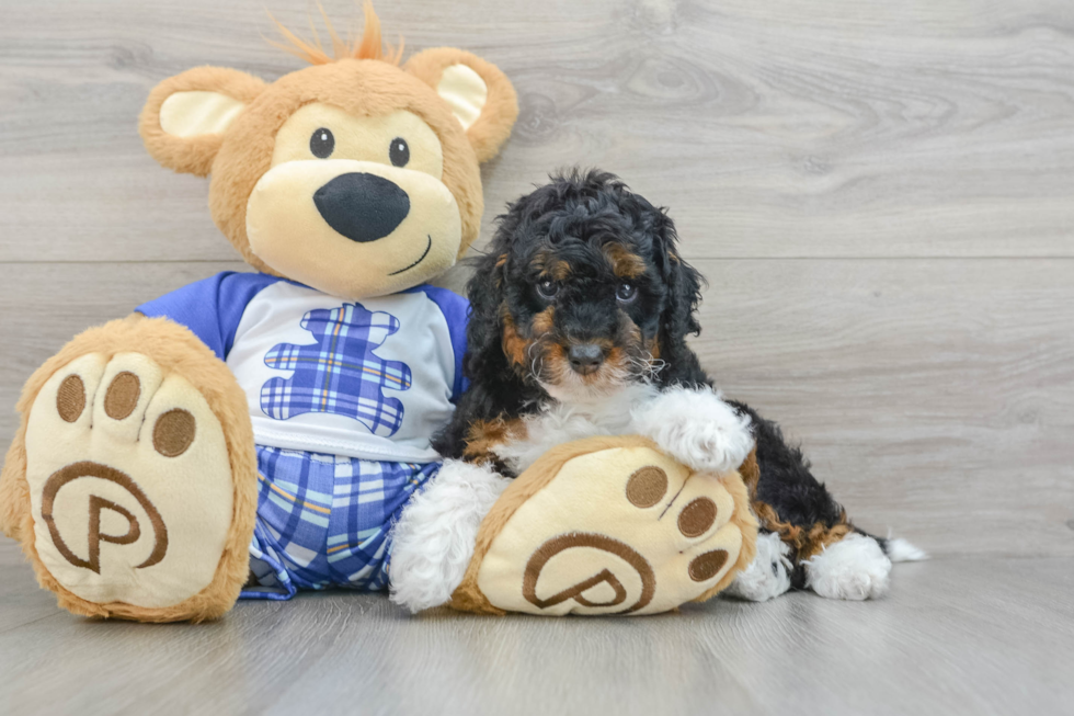 Mini Bernedoodle Pup Being Cute