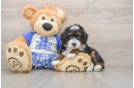 Cute Mini Bernedoodle Baby