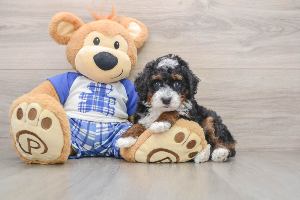 Cute Mini Bernedoodle Baby
