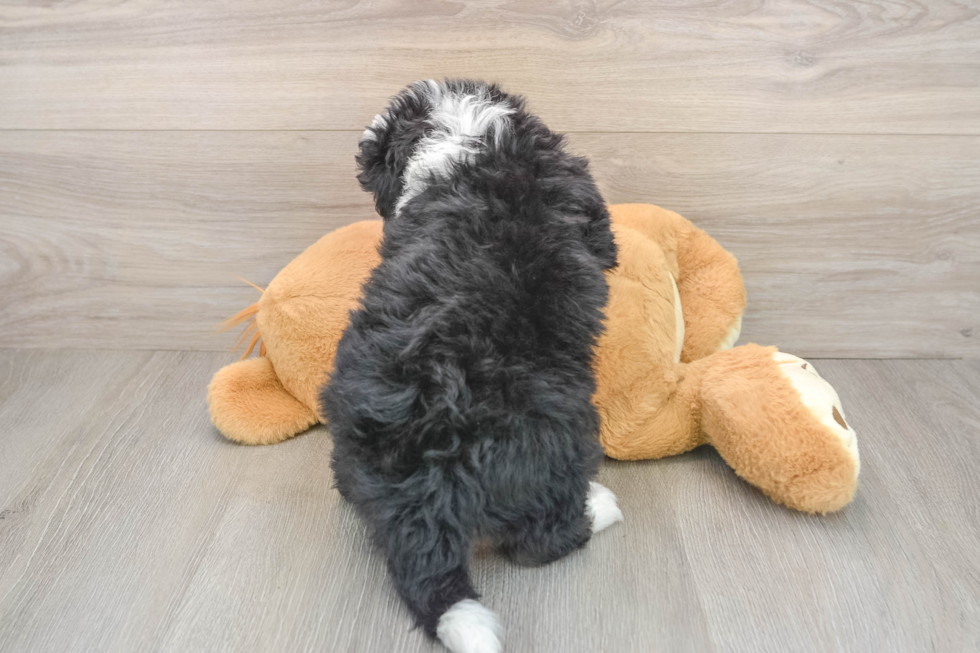 Mini Bernedoodle Puppy for Adoption